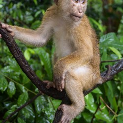 thai monkey 4