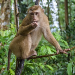 thai monkey 6