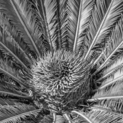 tropical plant centre-bw