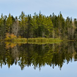 Bird sanctuary pond reflection