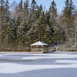 Bird sanctuary pond winter