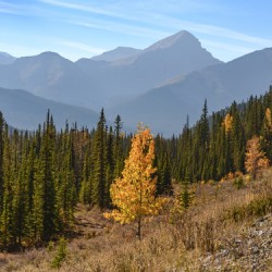 Bluerock Wildland golden tree