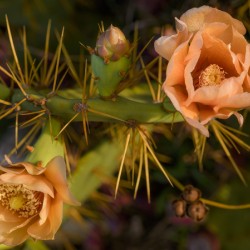 Cuban cactus flower bloom