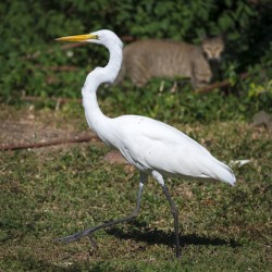 Great white Heron in Cuba