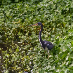 dominican black & white herring 2