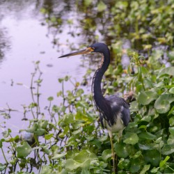 dominican black & white herring