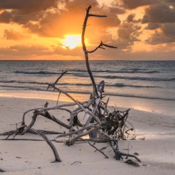 Caribbean driftwood sunset