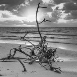 driftwood sunset bw