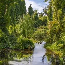 Ducks in a jungle pond