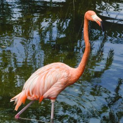 Pink flamingo in pond