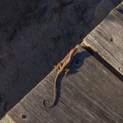 Gecko Anole on boardwalk