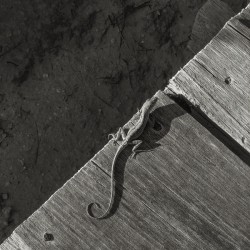 Gecko Anole on boardwalk in BW