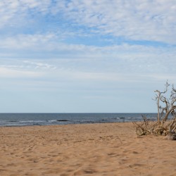 Greenwich Driftwood art 2
