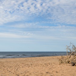 Greenwich driftwood art 3