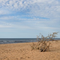 Greenwich beach driftwood art 4