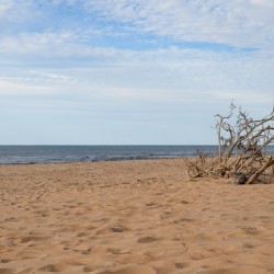 Greenwich beach driftwood art