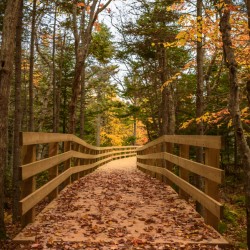 fall colours boardwalk trail