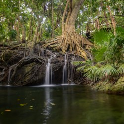 jungle tree waterfall 2