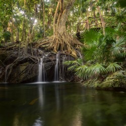 jungle tree waterfall