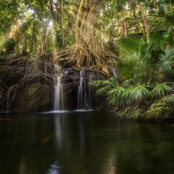 Jungle tree waterfall sunrays