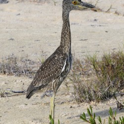 Small long leg cuban bird