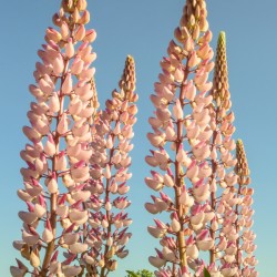 Colourful Lupins in Bloom 2