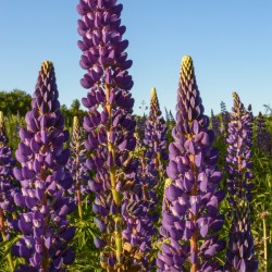Colourful Lupins in Bloom 3