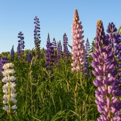 Colourful Lupins in Bloom 4