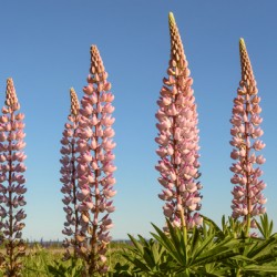 Colourful Lupins in Bloom 5