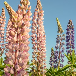 Colourful Lupins in bloom