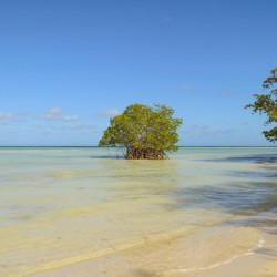 Mangrove on Cuban beach