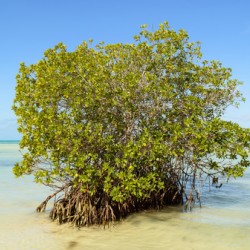 Mangrove on Cuban beach 2