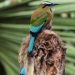 Mot Mot  Clock bird 2