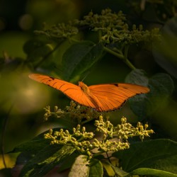 orange butterfly
