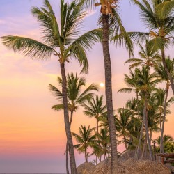 Palmtrees on coloured sky with moon