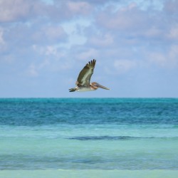 Pelican Cuban 12 Cuba