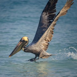 Cuban pelican splash