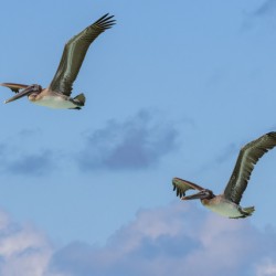 Two Cuban Pelicans in flight 2
