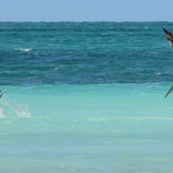 Cuban Pelican Dive 3
