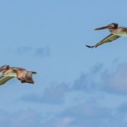 Two Cuban pelican in flight