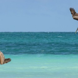 Pelican Cuban 4 Cuba