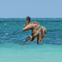 Pelican Cuban 5  Cuba