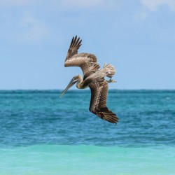 Pelican Cuban 6