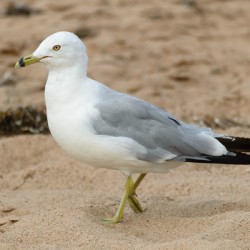 Seagull walking on beach sand