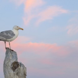 Seagull beautiful sky