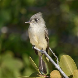 Small Cuban bird branch