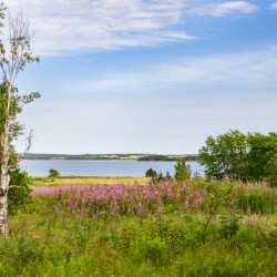 Prince Edward Island field view with ocean