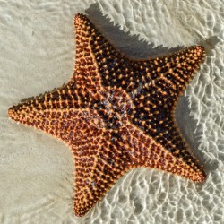 Giant Starfish on beach in ocean