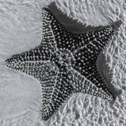 Giant starfish in black and white