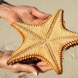 Starfish in womans hands